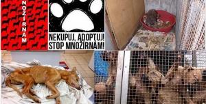 STOP množírnám a týrání zvířat